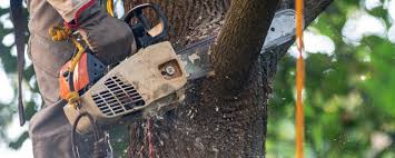 Best Tree Maintenance Programs  in Viola, IL