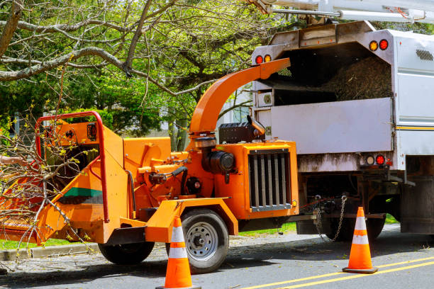 How Our Tree Care Process Works  in  Viola, IL