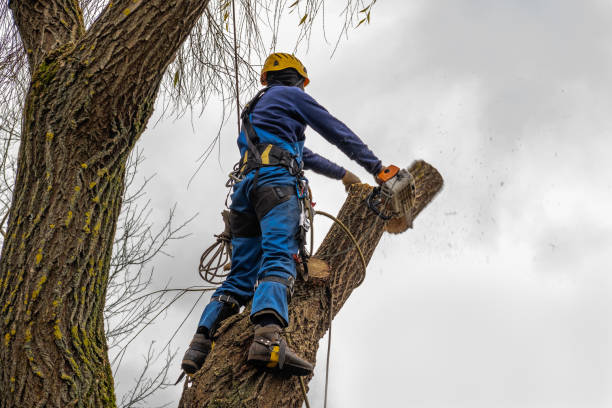 Best Firewood Processing and Delivery  in Viola, IL